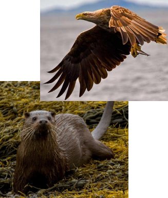 White tailed sea eagle and coast and river otter