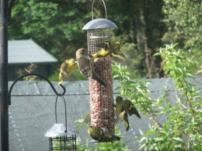 Siskins on our feeders